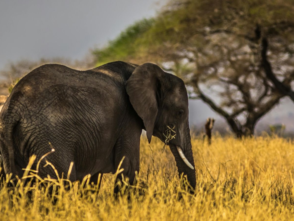 pexels-followalice-667205