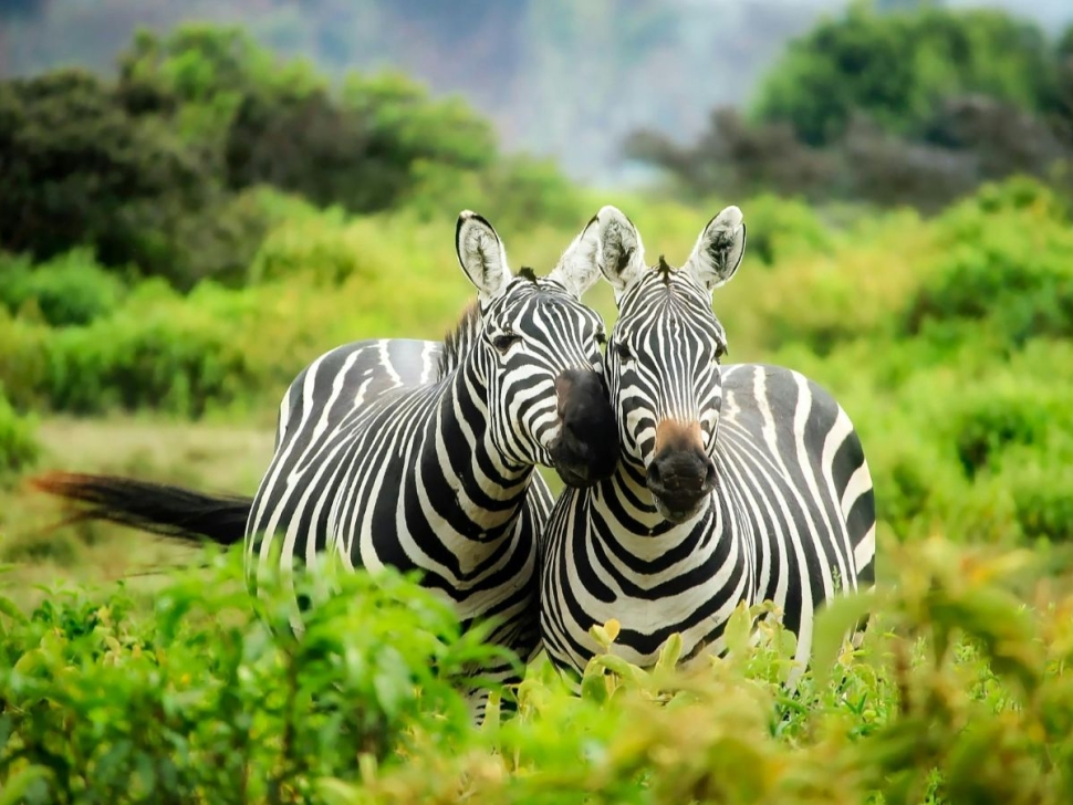 pexels-pixabay-247376