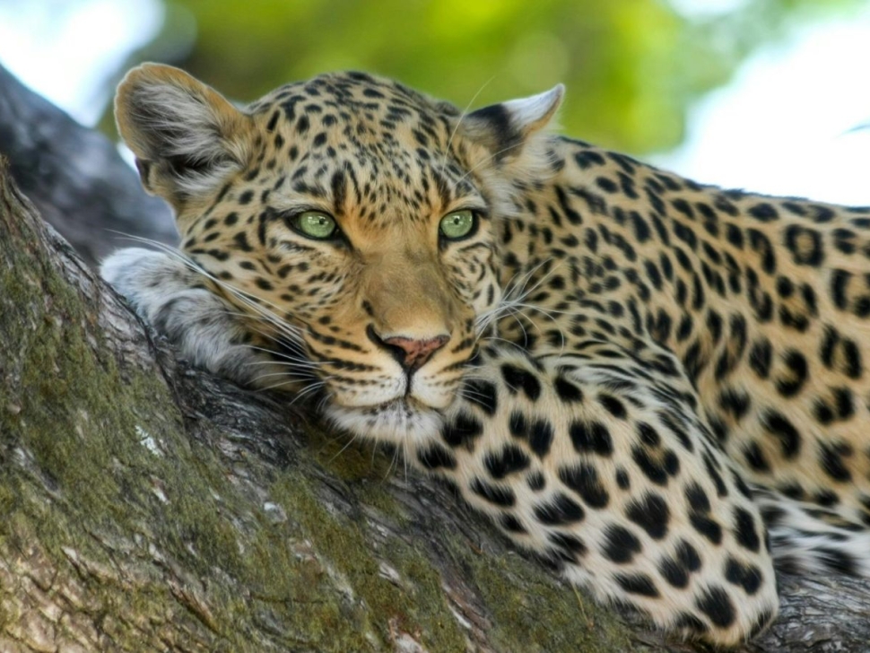 pexels-pixabay-46254